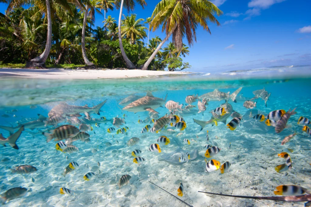 Luxury-Travel-Ariara-Island-Image-6