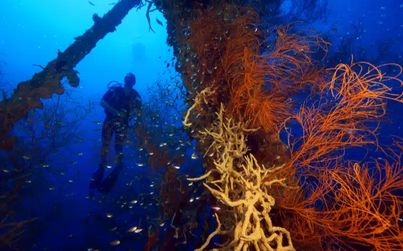 Coron Wreck (1) (1)