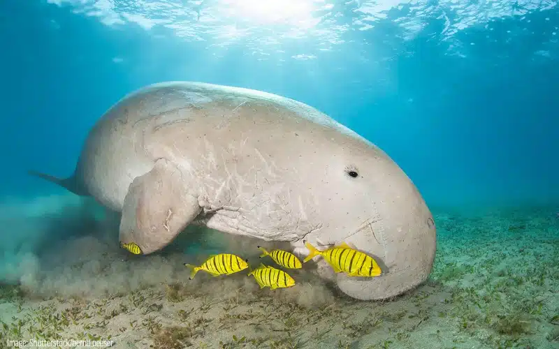 Diving with Dugongs Coron (1)