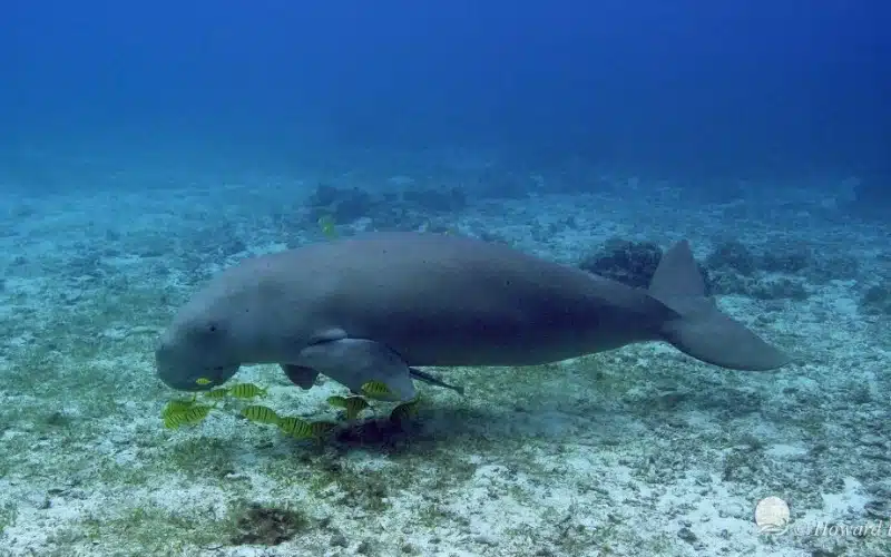 Diving with Dugongs Coron (4)