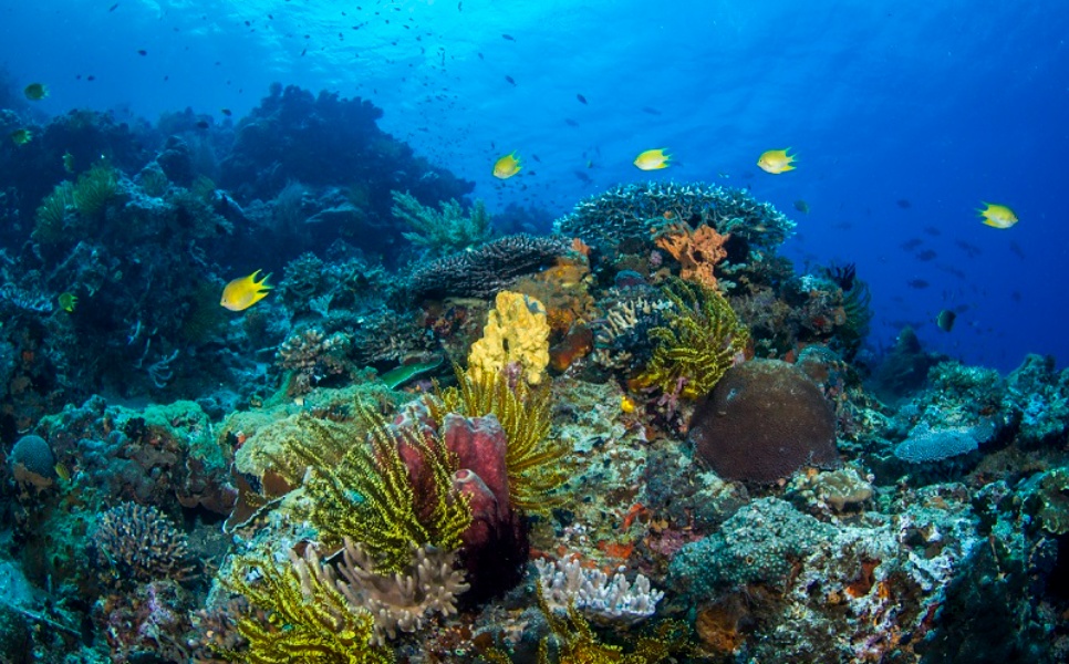 Apo Reef Yacht Charter (13)