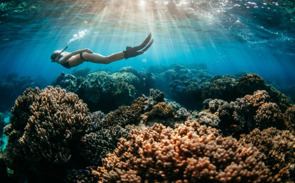 Apo Reef Yacht Charter (15)
