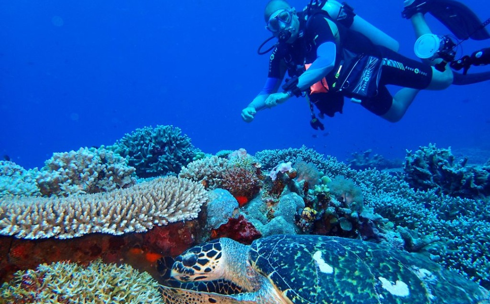 Apo Reef Yacht Charter (2)