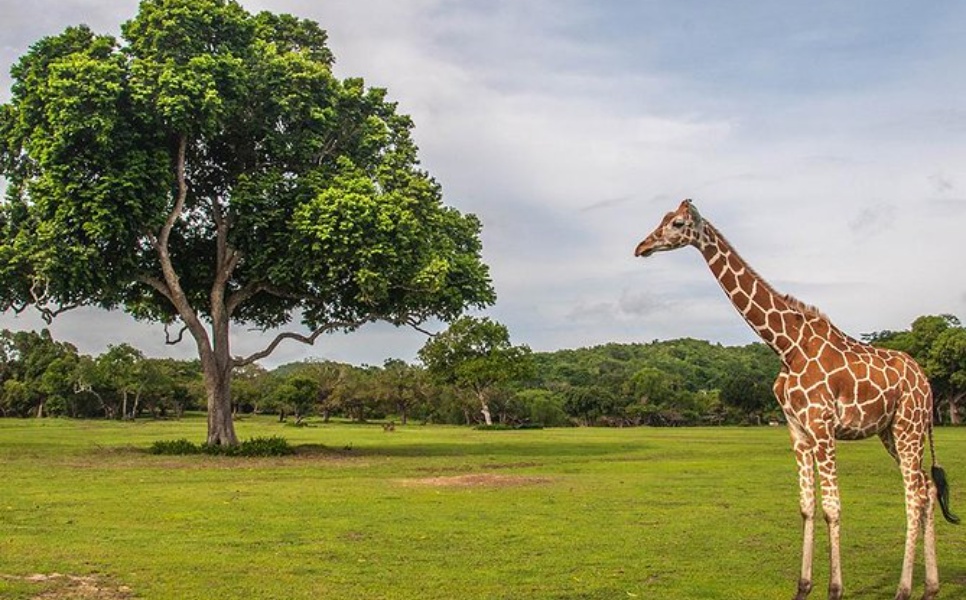 Bacuit Safari (2)