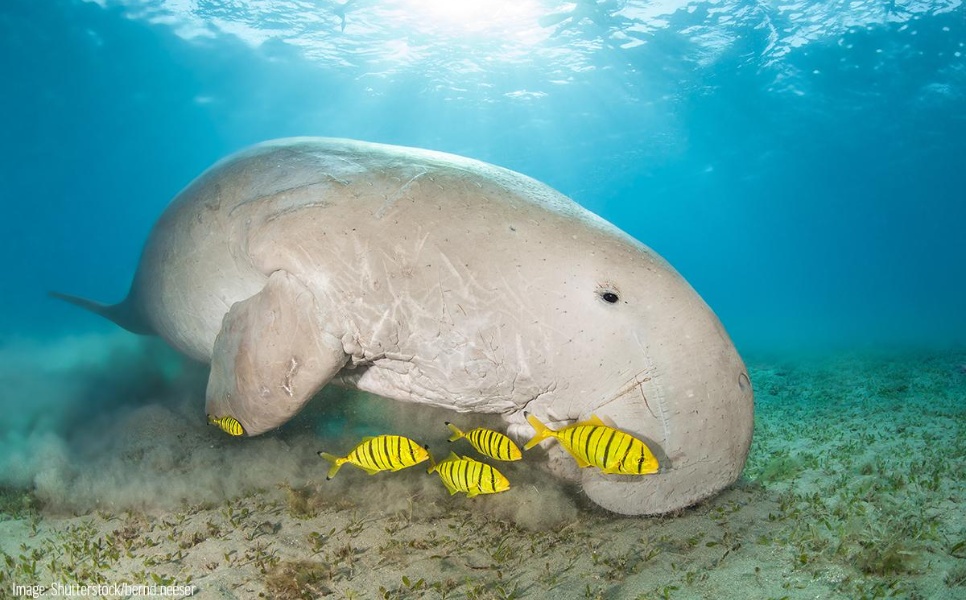 Diving with Dugongs Coron (1)