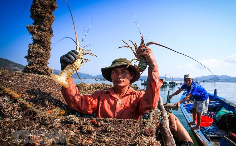 Lobster Farm Liminangcong (1)