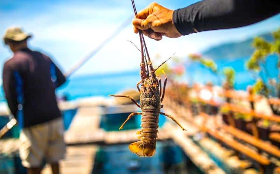Lobster Farm Liminangcong (2)