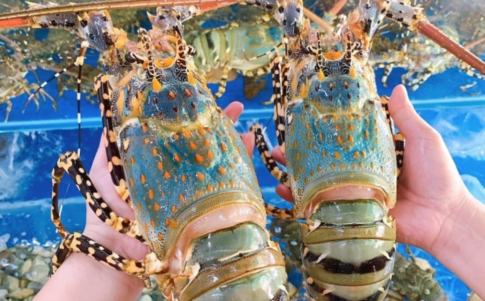 Lobster Farm Liminangcong (3)
