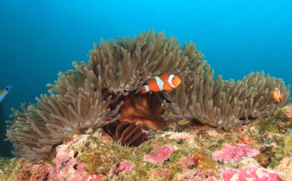 Lusong Wreck Diving (5)