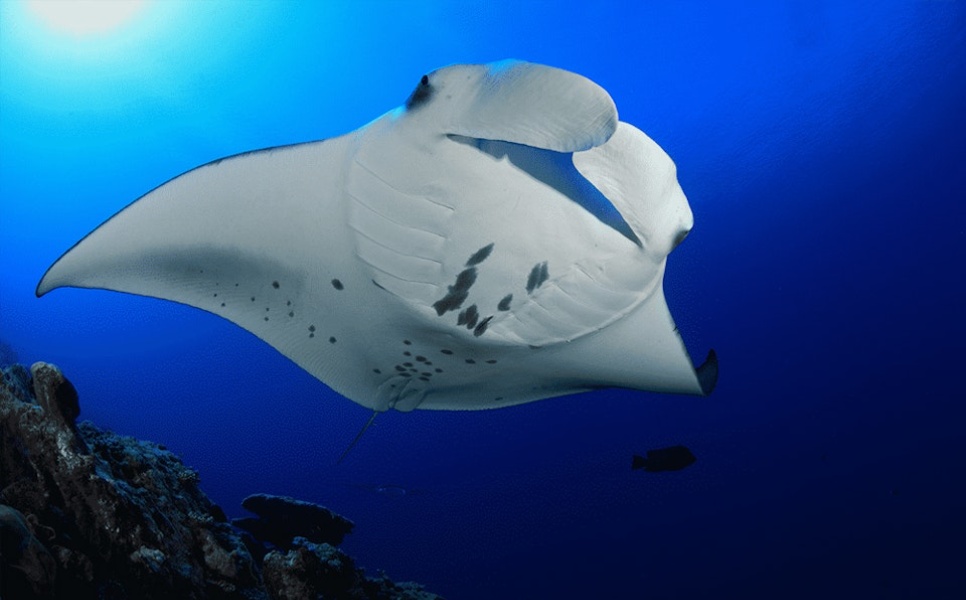Sibaltan Manta Ray Diving (2) (2)