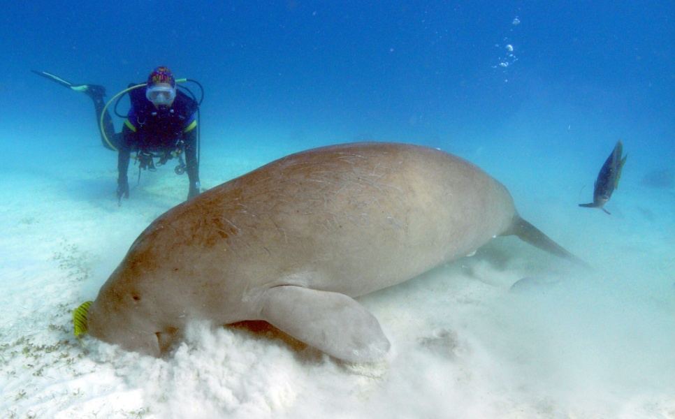 dugong-club-paradise-scaled (1)