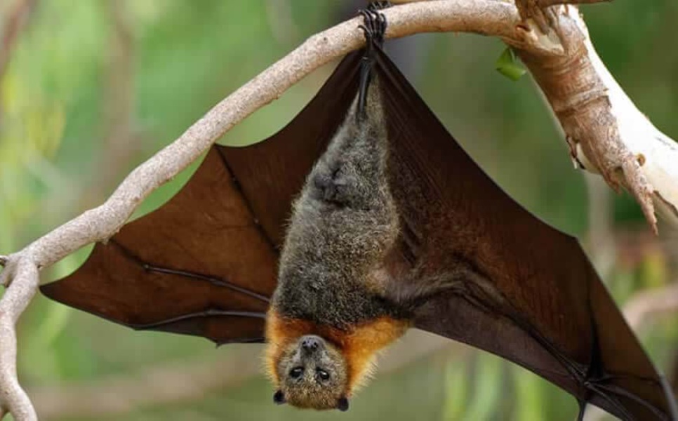 news-press-akamas-bats-1247x540