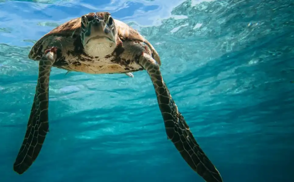 Debangan-Sea-Turtle1