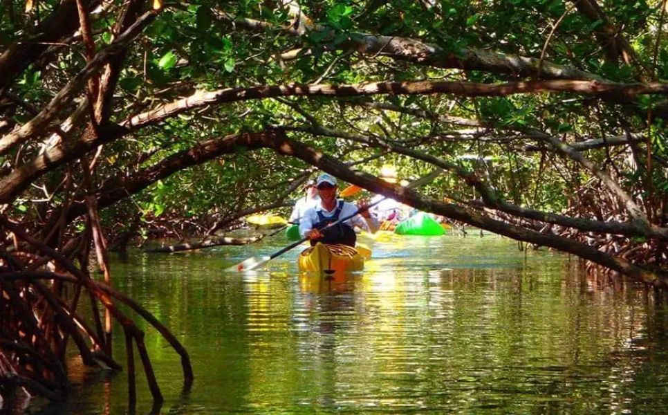 Mangrove Kayaking Busuanga (1)