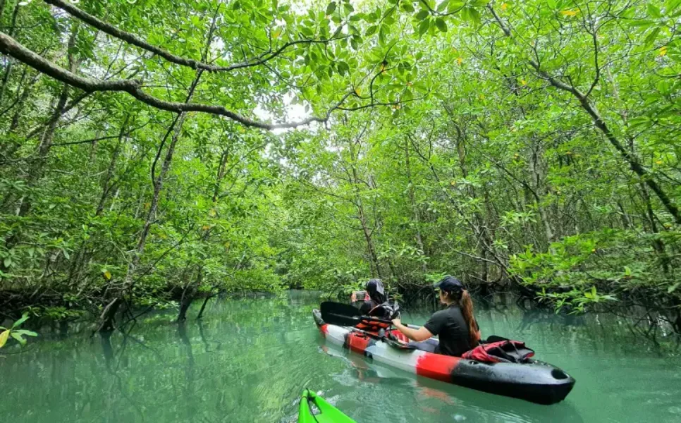 Mangrove Kayaking Busuanga (1)