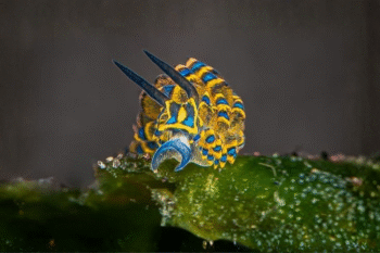 Anilao Macro Scuba Diving - Image 5