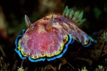 Anilao Macro Scuba Diving - Image 7