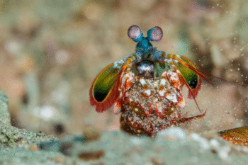 Anilao Macro Scuba Diving - Image 8