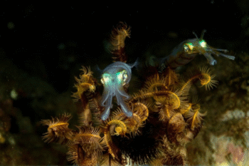 Anilao Macro Scuba Diving - Image 2