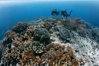 Apo Island & Dumaguete Scuba Dives - Image 2