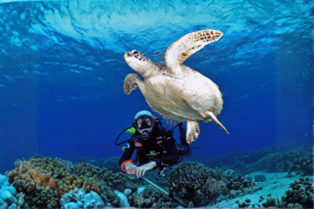 Apo Island & Dumaguete Scuba Dives