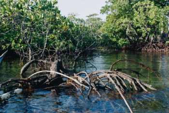 Mangrove Exploration - Image 4
