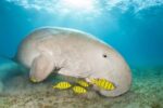 Dugong Snorkeling Calauit Island - Image 2