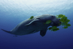 Dugong Snorkeling Calauit Island - Image 5