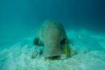 Dugong Snorkeling Calauit Island - Image 9