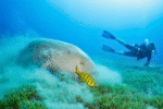 Dugong Snorkeling Calauit Island - Image 3