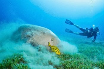 Dugong Snorkeling Calauit Island - Image 3