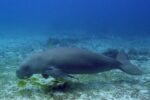 Dugong Snorkeling Calauit Island - Image 7