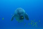 Dugong Snorkeling Calauit Island - Image 6