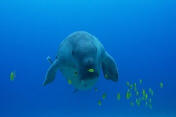 Dugong Snorkeling Calauit Island - Image 6