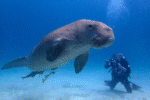 Dugong Snorkeling Calauit Island - Image 4