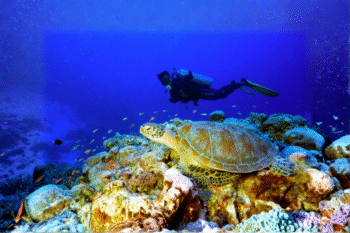 Linapacan Scuba Diving Hidden Spot - Image 4