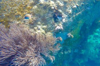 Lusong Wreck and Coral Garden Snorkeling - Image 6