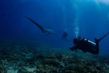 Malapascua Diving - Image 2