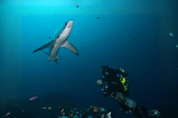 Malapascua Diving - Image 5