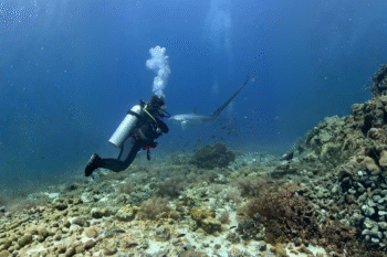 Malapascua Diving - Image 4