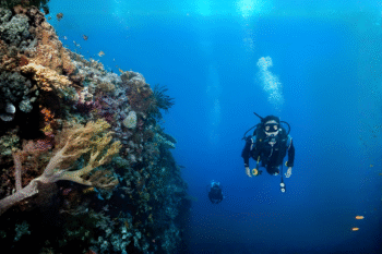 Malapascua Diving - Image 3