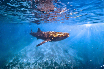 OSLOB Whale Sharks Diving