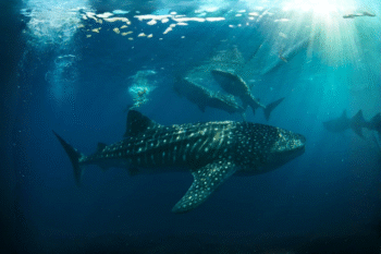 OSLOB Whale Sharks Diving - Image 2