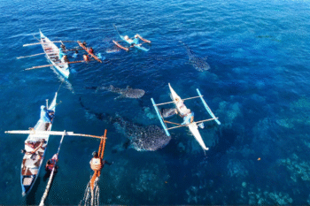 OSLOB Whale Sharks Diving - Image 4