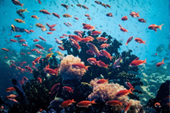 Puerto Galera Scuba Diving - Image 7