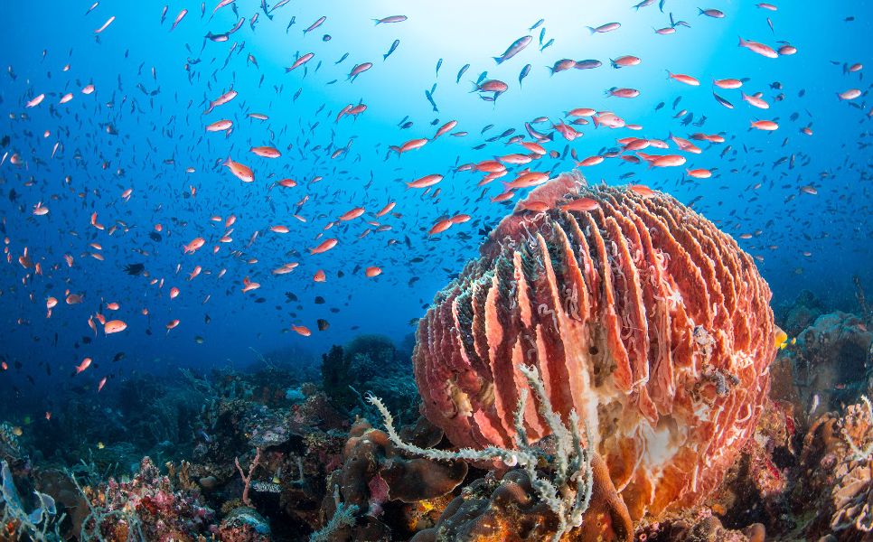 Puerto Galera Luxury Liveaboard Diving (3)