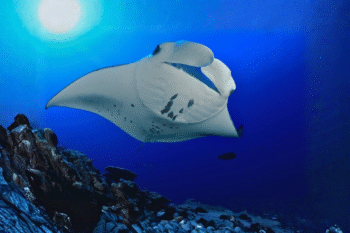Sibaltan Manta Ray Scuba Diving - Image 2