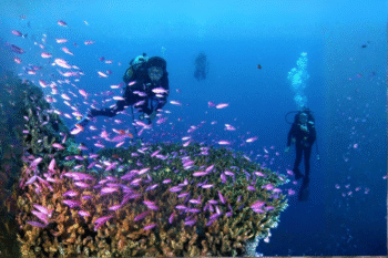 Tubbataha Reef​ Diving - Image 2