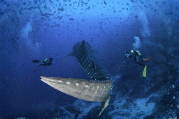 Tubbataha Reef​ Diving - Image 3