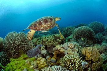 Tubbataha Reef​ Diving - Image 5